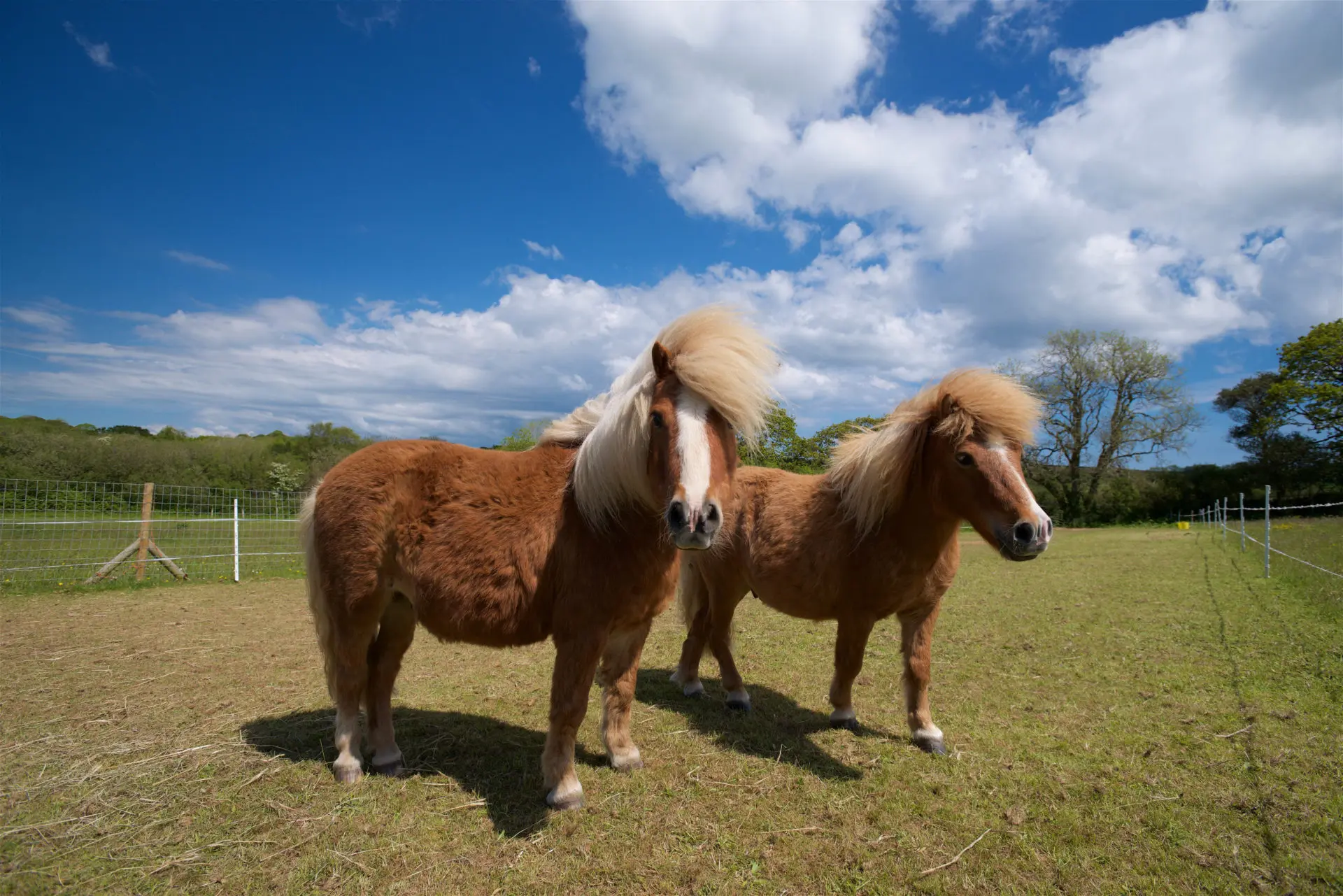 Ponies-5